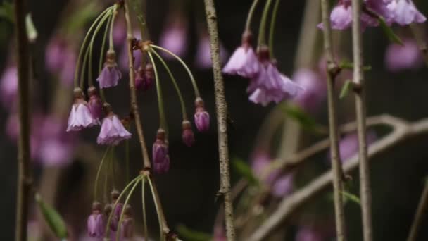 Flores de cerezo rosa húmedo después de la tormenta de lluvia en primavera — Vídeos de Stock