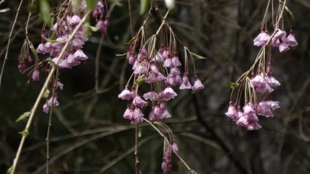 雨后在树枝上悬挂着春天的樱花 — 图库视频影像