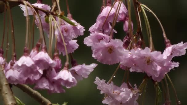 Gotas de chuva em flores de cereja depois do chuveiro de primavera leve — Vídeo de Stock