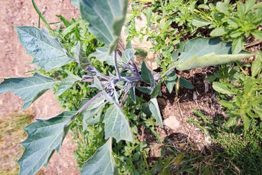 mor sapları ve eep beyaz damarlar ile geniş tırtıklı kenar yaprak olu