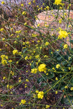 kayalar ve tilki kuyruğu çim ile açık alanda yabani hardal