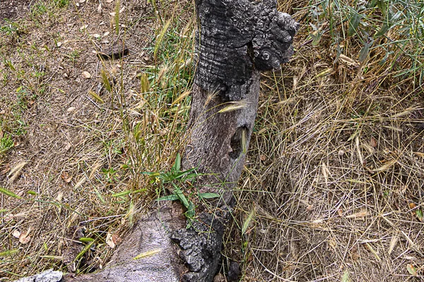 Ramos de carvalho caído no chão gramado com ervas daninhas cauda de raposa — Fotografia de Stock