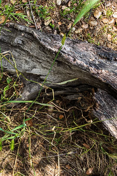 Опавшие дубовые ветви на травянистой земле с лисиными хвостами — стоковое фото