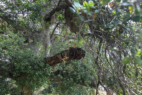 Califórnia galhos de carvalho vivo, galhos e folhas — Fotografia de Stock