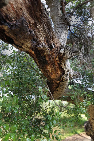 Καλιφορνέζικα κλαδιά, κλαδιά και φύλλα — Φωτογραφία Αρχείου