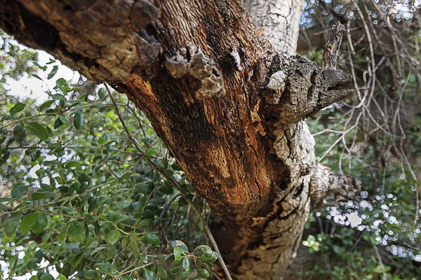 California roble vivo ramas, ramitas y hojas — Foto de Stock
