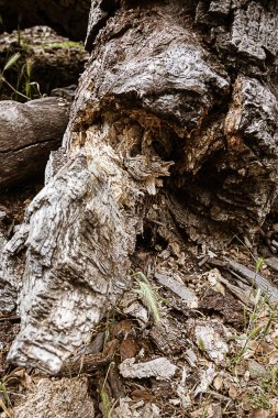 tilki kuyruk otlar ile çimenli zemin üzerinde düşmüş meşe dalları