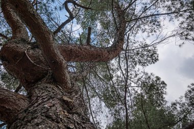 california canlı meşe ağacı dalları, dalları ve yaprakları