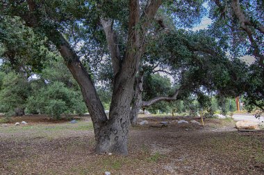 california canlı meşe ağaçları, kayalar ve ot otlar ile açık kuru doğal park