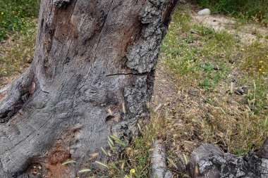 yan kesilmiş zincir testere ile kaliforniya vahşi meşe ağacı strump