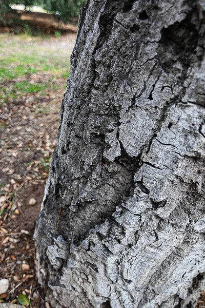 Textura áspera intrincada do carvalho vivo califórnia — Fotografia de Stock