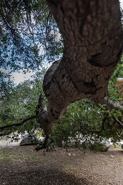 Kalifornská živá větev dubových větví, větviček a listí — Stock fotografie