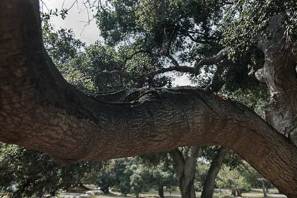 Parque natural seco aberto com califórnia carvalhos vivos, rochas e ervas daninhas — Fotografia de Stock