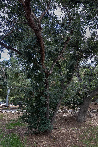 Parque natural seco aberto com califórnia carvalhos vivos, rochas e ervas daninhas — Fotografia de Stock