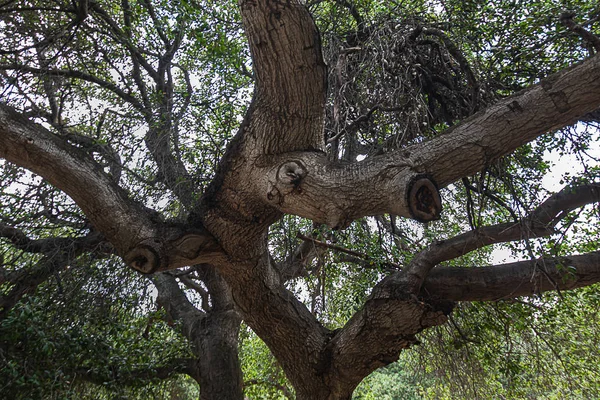 Califórnia galhos de carvalho vivo, galhos e folhas — Fotografia de Stock