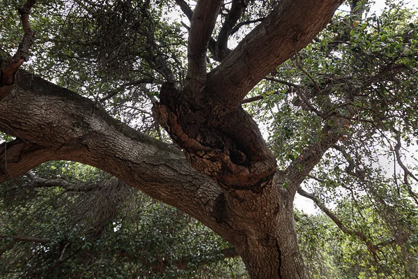 カリフォルニア生きたオークの木の枝、小枝、葉 — ストック写真