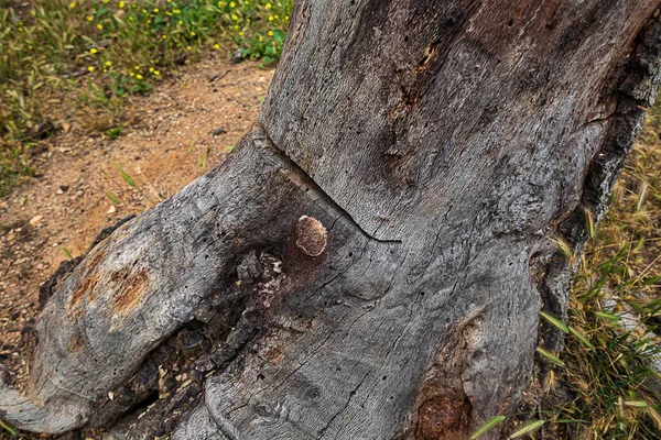 Una california strumento di quercia selvatica con motosega tagliata lateralmente — Foto Stock