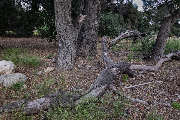 Parque natural seco aberto com califórnia carvalhos vivos, rochas e ervas daninhas — Fotografia de Stock