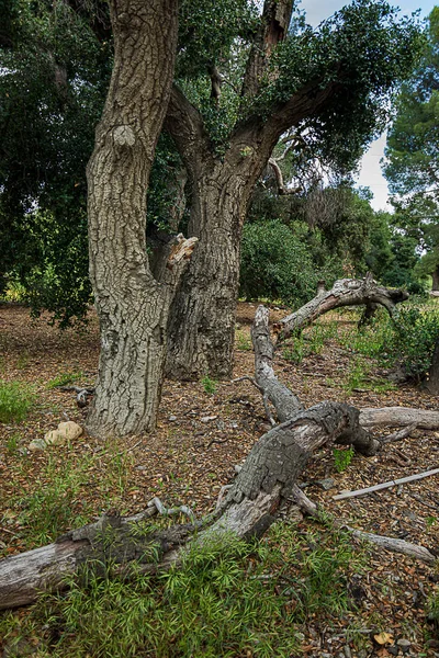 Parque natural seco aberto com califórnia carvalhos vivos, rochas e ervas daninhas — Fotografia de Stock