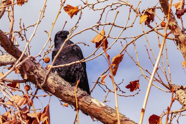 okaliptüs dalları ve dalları sonbahar yaprakları ve tohumpodlar ile, bir ekstremite üzerinde siyah bir karga ile