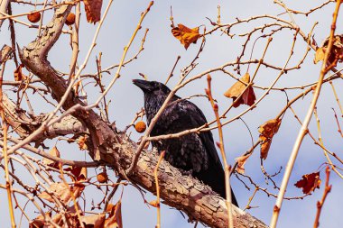 okaliptüs dalları ve dalları sonbahar yaprakları ve tohumpodlar ile, bir ekstremite üzerinde siyah bir karga ile