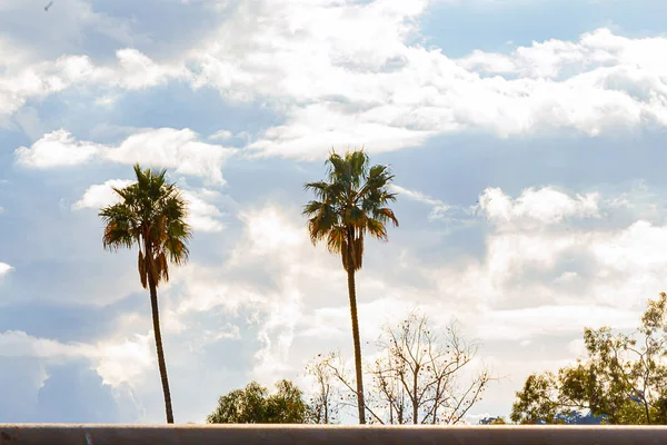 Wysokie palmy i wierzchołki drzew z jasnym białym Cumulus, chmury Nimbus — Zdjęcie stockowe