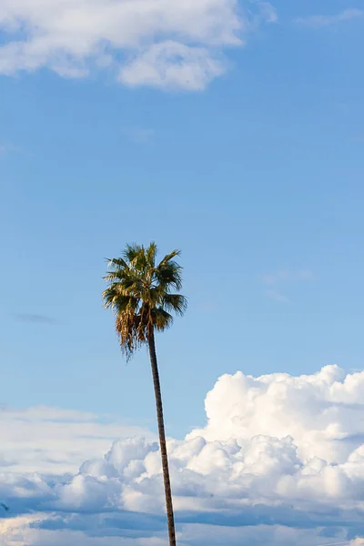Enkele palmboom tegen blauwe lucht en pluizige Cumulus, Nimbus, storm wolken — Stockfoto