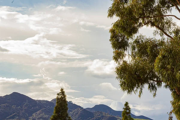 Eucalipto y pino copas con griffith parque laderas gran cielo de cúmulos, nubes nimbus — Foto de Stock