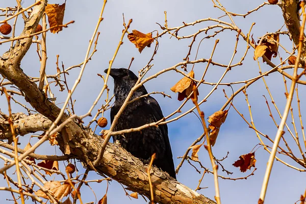Ramas y ramitas de eucalipto con hojas de otoño y vainas de semillas, con un cuervo negro en una extremidad — Foto de Stock