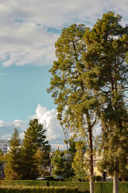 bulutlar ile bahçe ve mavi gökyüzü ile çam ağaçları