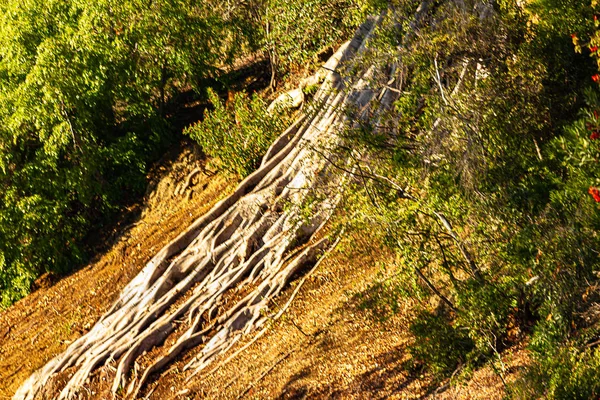 Radici di superficie tentacolare di grande albero su pendio con sporcizia e cespugli — Foto Stock