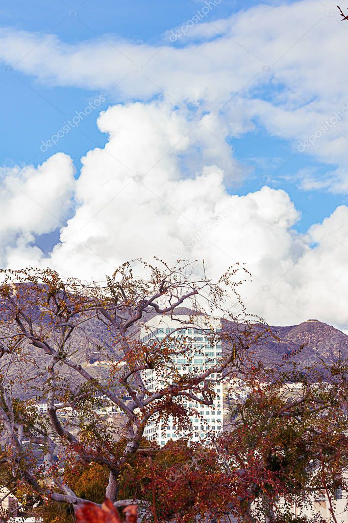 sycamore trees with highrise, mountains and clouds