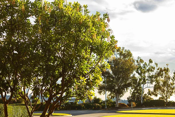 Strom lemovaný trávník s výhledem na městskou krajinu s modrou oblohou a mračen — Stock fotografie