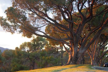 güneş ışınları ile tepenin üst boyunca kırmızı günbatımı parıltı sıyrık çam ağaçları