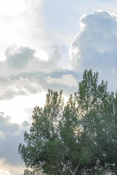 Evergreen tree branches against huge epanse of sky with cumulus nimbus clouds — Stock Photo, Image