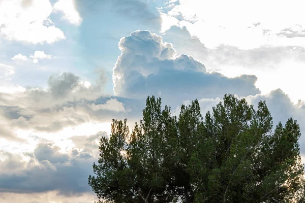 Ramas de árboles siempreverdes contra enormes epanse del cielo con nubes cúmulos nimbus —  Fotos de Stock