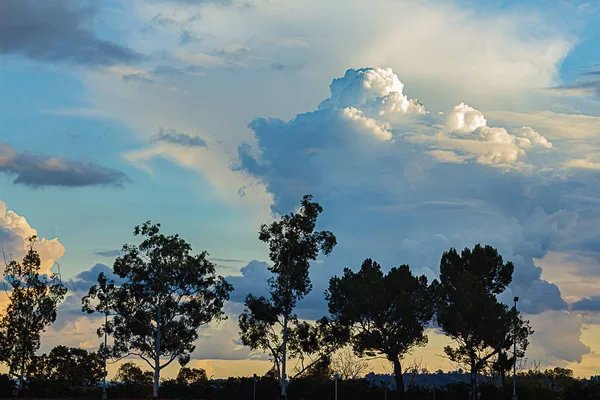 Силуэт эвкалиптовых деревьев против панорамного заката с куполом, облаками Нимба — стоковое фото