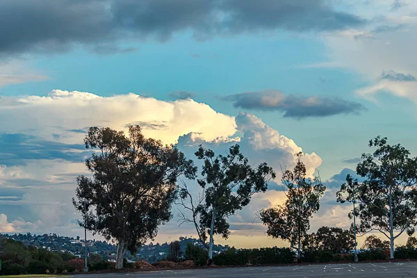 Eukalyptusträd uppradade längs sluttningen med grönska expansiv blå himmel — Stockfoto