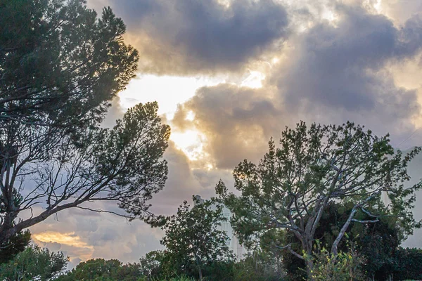 Ramos de árvores na encosta com nuvens panorâmicas dramáticas ao pôr do sol — Fotografia de Stock