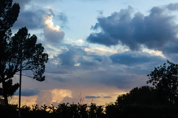 Silhouet van eucalyptus en dennenboom takken tegen Golden Sunset Sky — Stockfoto
