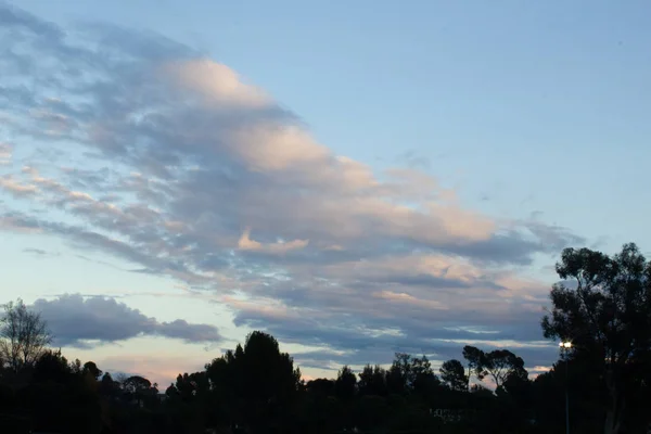 Silhouet van eucalyptus en dennen met panoramisch uitzicht op Cloudscape bij zonsondergang — Stockfoto