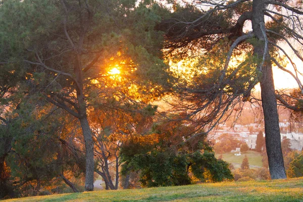 火のついた日焼けと赤とオレンジの木を着色する光線を持つ松の木 — ストック写真