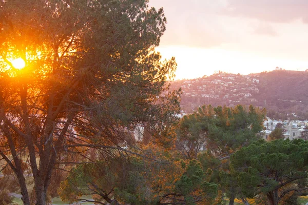 Сосны светящиеся в красном закате светятся вдоль вершины холма с солнечными лучами, далекие дома на склоне холма — стоковое фото