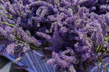 çok aromatik hasat lavanta çiçekleri beyaz bir kapta kalabalık