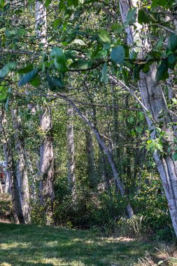 underbrush ve çim ile dappled beyaz kabuğu ile huş ağaçlarının bir stand