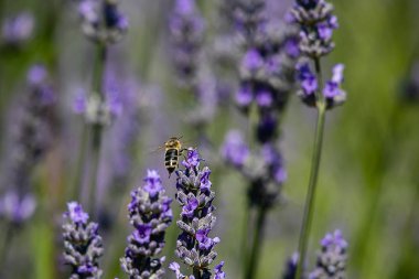 bir bal arısı ile parlayan lavanta çiçek dalları yakın 