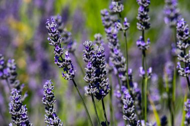 mor lavanta sprigs yakından birlikte güzel bir oluşum içinde büyüyor