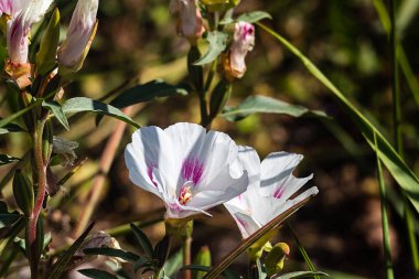 tomurcukları ve yaprakları ile beyaz ve pembe clarkia dappled ışık ile yakın