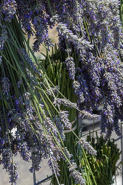 Um monte de flores de lavanda aromáticas empacotadas colhidas penduradas — Fotografia de Stock