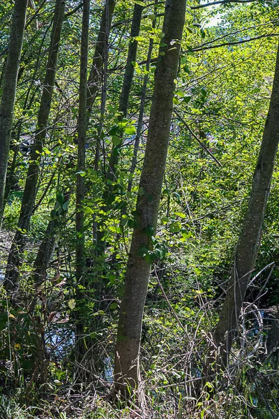 Een stand van berken bomen met gevlekt witte schors met onderborstel en gras — Stockfoto